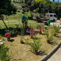 Plantação de árvores e plantas nos jardins da freguesia