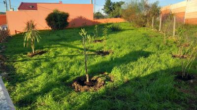 Plantação de árvores no novo jardim criado na Av. de Itália